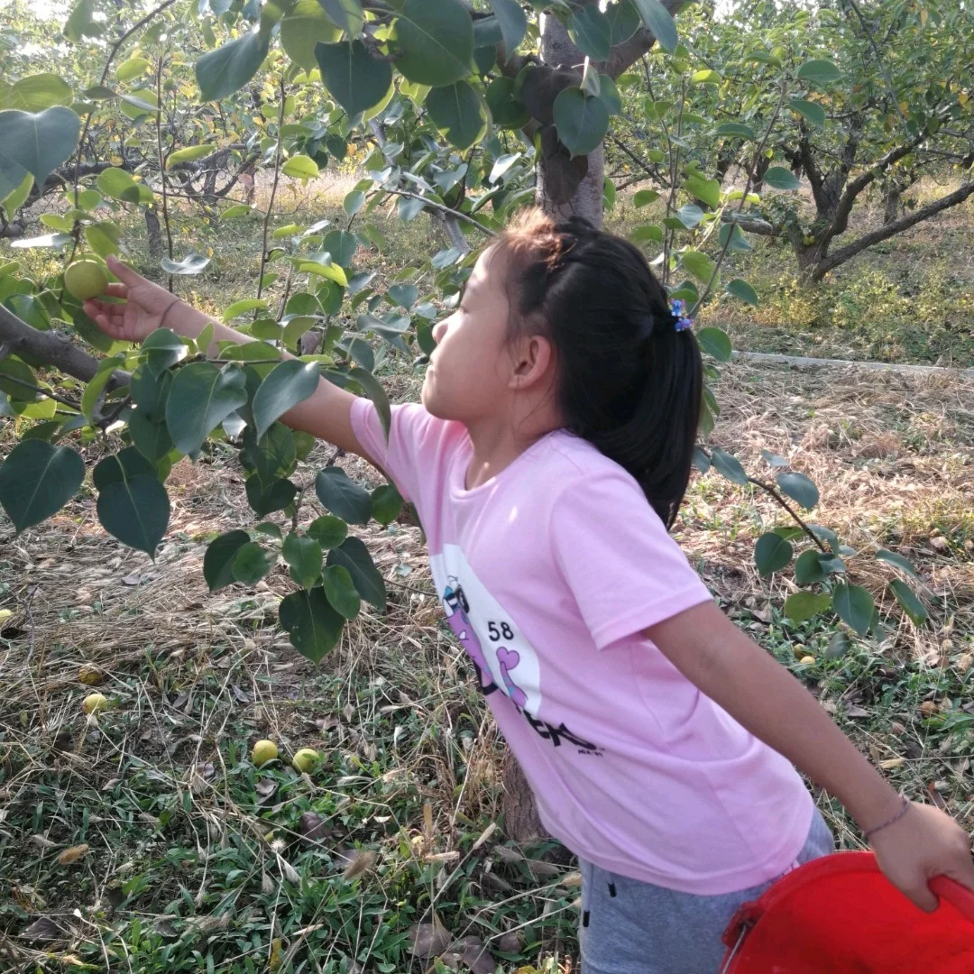 孕妇梦到打枣吃枣打枣捡枣_孕妇梦见打枣吃_孕妇梦见吃打枣什么意思