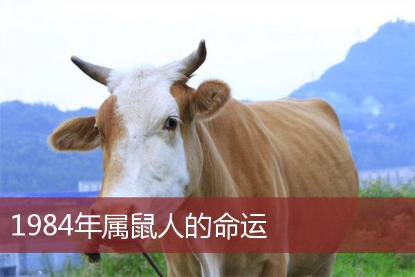 董易林2024年每月属鼠生肖运程_董易林2021生肖鼠每月_2021年属鼠运势董易林