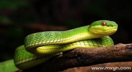 梦见两条不同的蛇_蛇梦见蛇是什么意思_见蛇梦兆