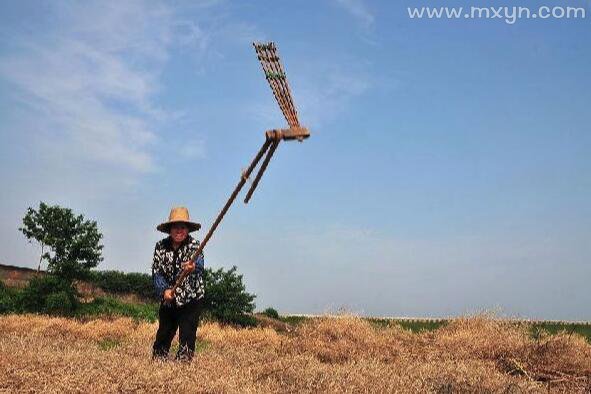 梦树枝折了_梦见从树上折了一根树枝_梦见上树折树枝