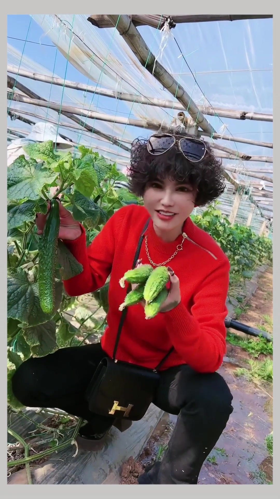 梦见黄瓜架有好多是什么意思_梦见黄瓜架上的黄瓜_梦见黄瓜架上一根黄瓜