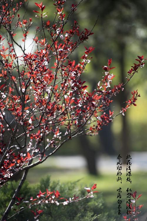 命带墙内桃花的女人_女命带墙内桃花很有魅力吗_命带墙外桃花的人一定会出轨吗