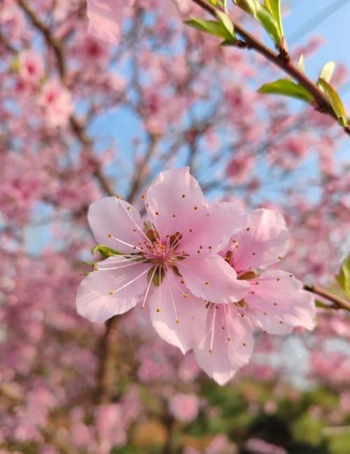 命带墙内桃花的女人_八字带墙内桃花_命带墙内桃花的人都长得帅吗