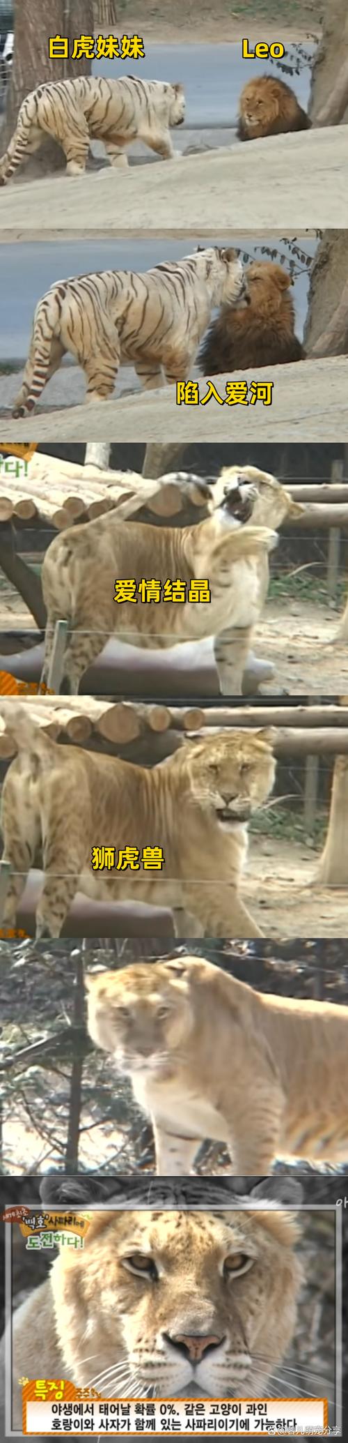 梦见狮子抱住自己是什么预兆_梦见小狮子抱着我_梦见抱着小狮子