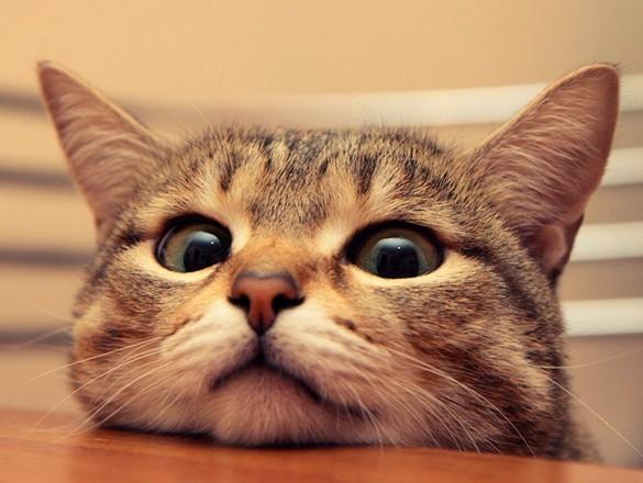 孕妇梦见猫追自己_孕妇梦见猫追猫_孕妇梦见猫追自己