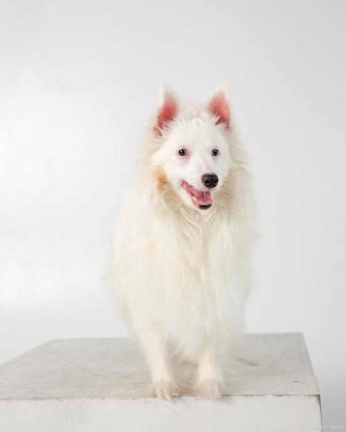 梦白狗吉凶_女人梦见白色的狗会说话_梦见 白狗