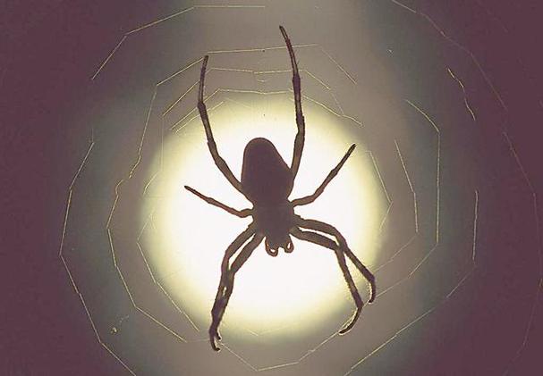 梦见黑蜘蛛在家里_梦见家里全是蜘蛛爬行_梦见家里有黑蜘蛛
