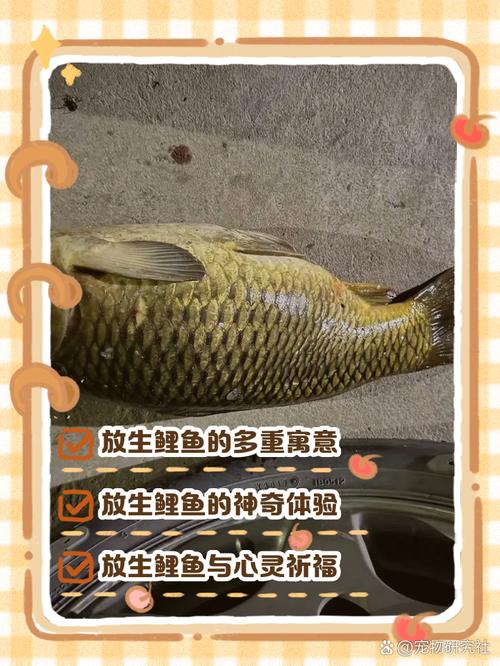 梦见放生鱼_周公解梦放生鲤鱼_梦见放生鲤鱼解析