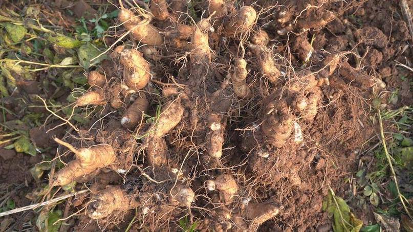 召藏村中药材合作社_甘肃陇南中药材种植_中药材种植合作社起名