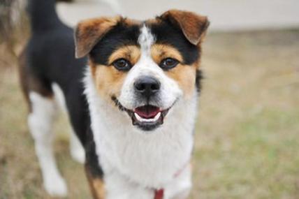 孕妇梦见狗吉凶预测_孕妇梦见自己打死狗_孕妇梦见狗的象征意义