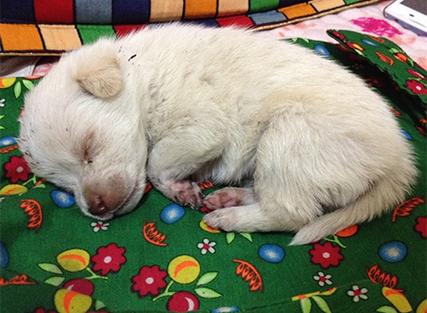 孕妇梦见自己打死狗_狗死破财解梦_梦见狗死了寓意