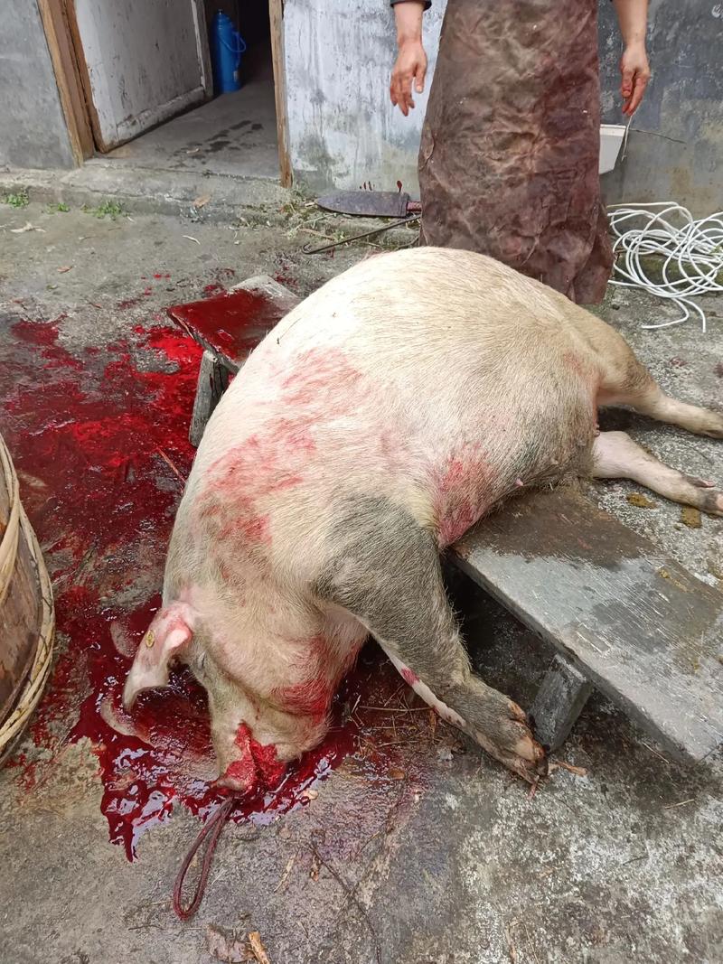 梦见杀羊没杀死_杀猪没杀死梦境解析_梦见杀猪没杀死含义