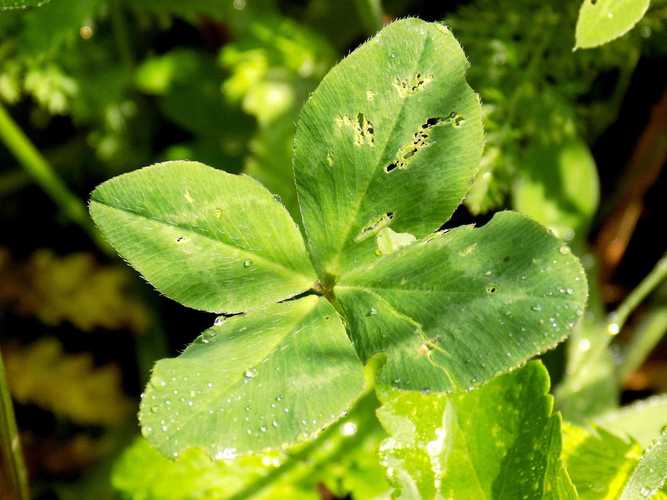 正宗占卜起卦方法_简化版树叶占卜_树叶算命方法