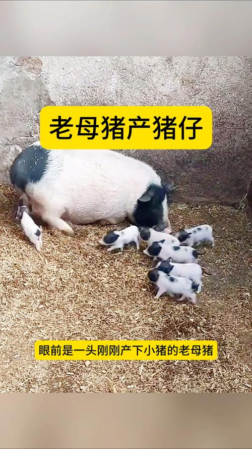 1、梦见两个母猪产仔了的吉凶指数