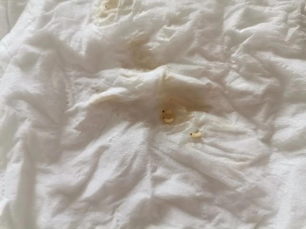 梦见面条有蛀虫解梦_孕妇梦见面条_梦见面条有蛀虫运势