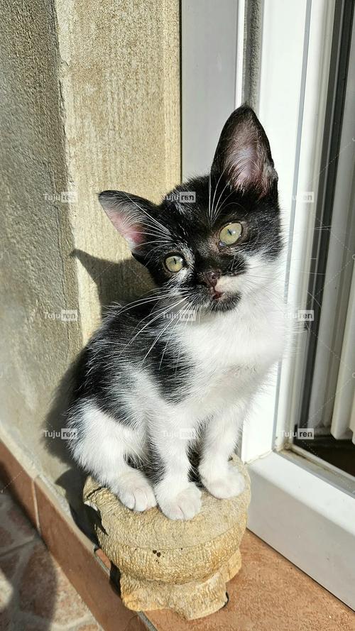 诡异:梦见黑白色的小猫意味着什么？