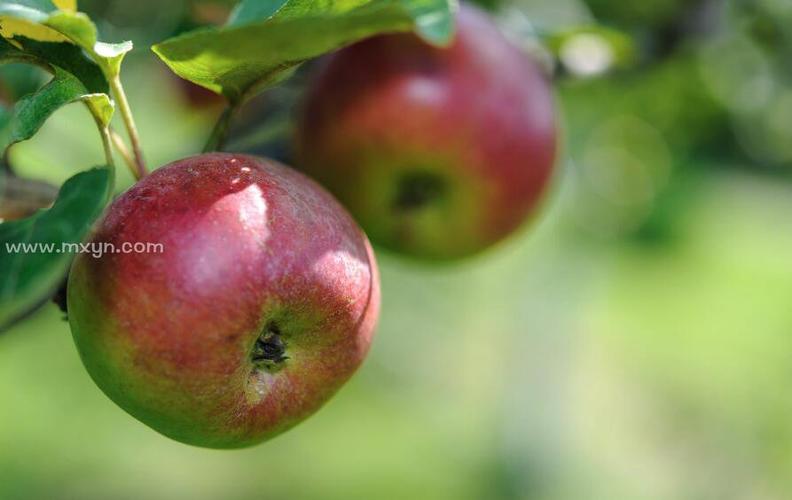 意外:孕妇梦见偷苹果