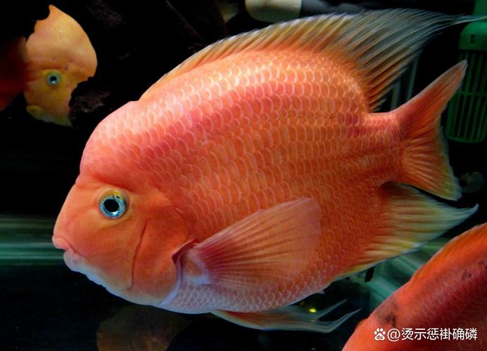 鹦鹉鱼为什么受欢迎_观赏鱼合作社起名_血鹦鹉饲养技巧