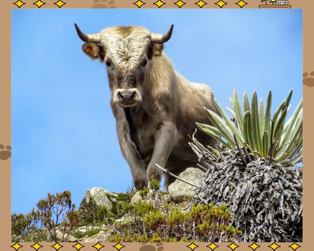 厉害:梦见牛死了是什么意思