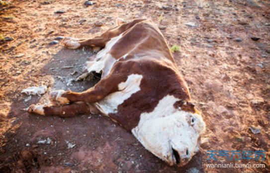 意外:1、梦见牛顶死了人的预兆