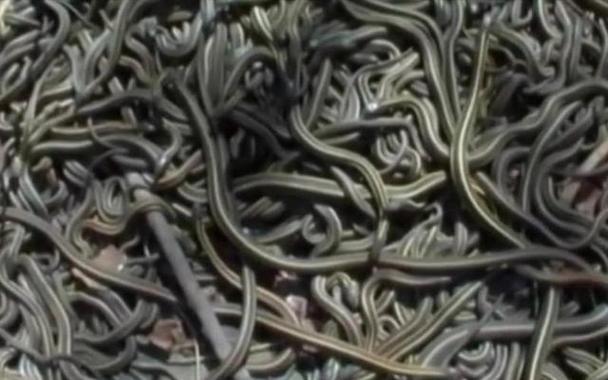 神奇:梦见一条大蟒蛇在水里