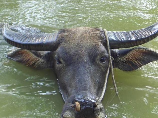 梦见水牛出现祭祀祖先_梦见大水牛_梦见牛所求皆得
