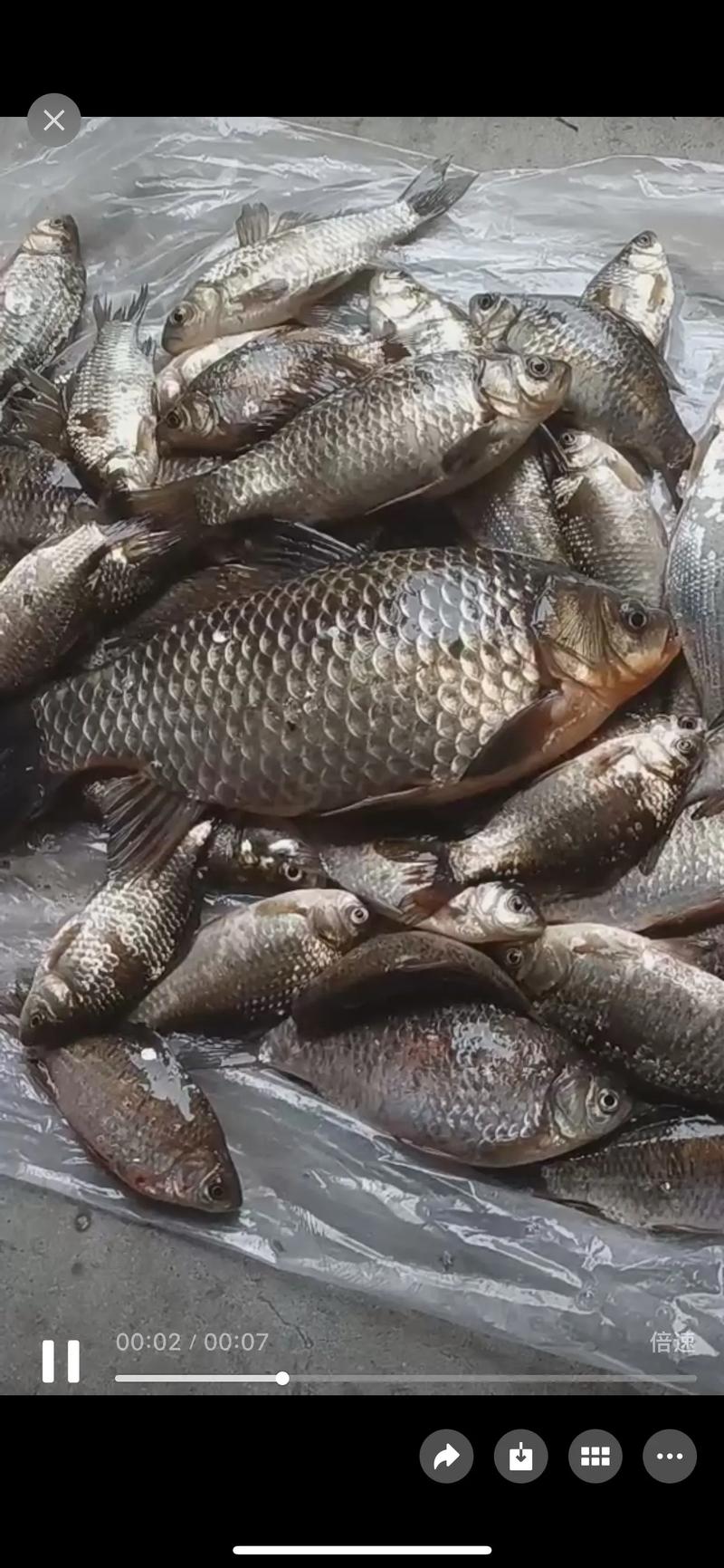 梦见抓了好多鱼解梦_梦见好多鱼_梦见抓了好多鱼是什么意思