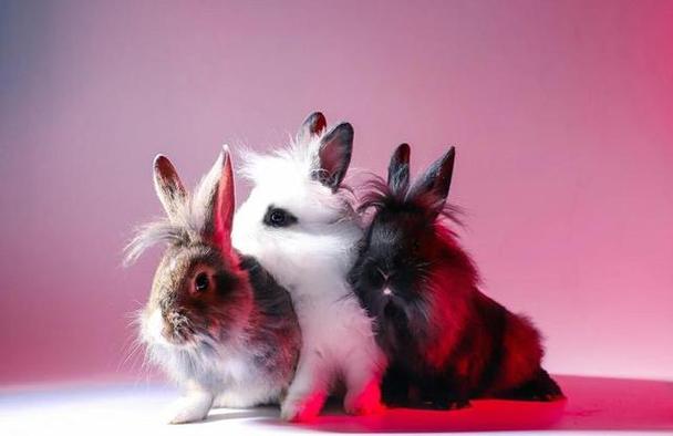 孕妇梦见抓住兔子预示_孕期梦见捉到红鱼_孕妇梦见抓兔子