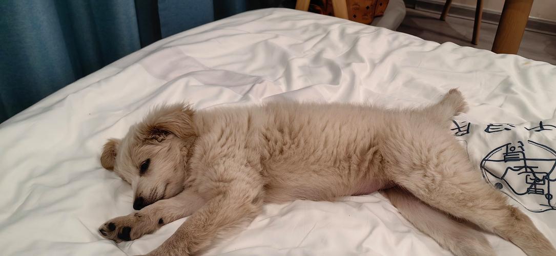 梦见黑色的狗_梦见狗躺床上的征兆详解_梦见狗躺床上 解析