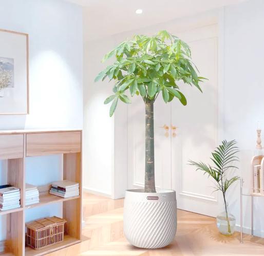 测算财运位置_家居风水聚财方位_招财树风水摆放