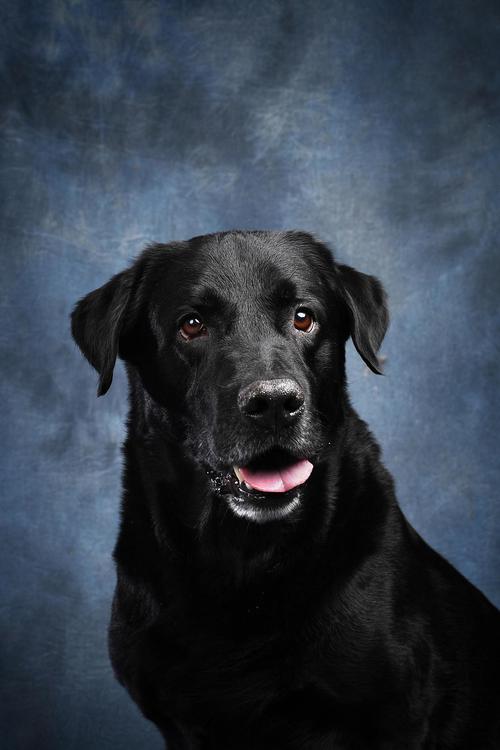 梦见黑色的狗_黑色狗的象征意义_梦到黑色狗的含义