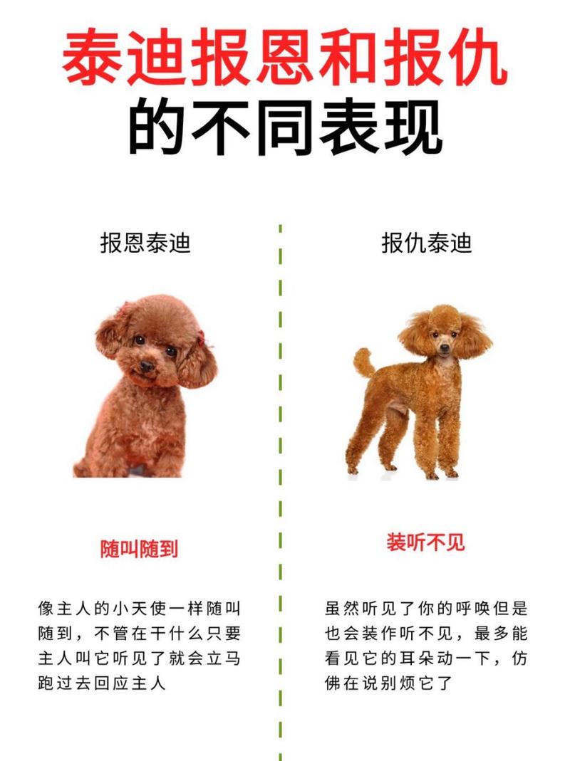 泰迪狗狗报恩行为_泰迪狗狗知恩图报的表现_测试我和泰迪爱犬的缘分