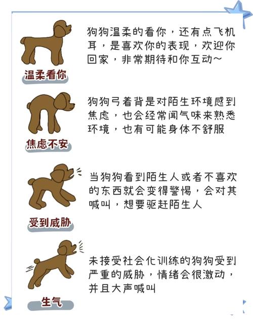 人和狗眼神交流的催产素作用_测试我和泰迪爱犬的缘分_第一次见面盯着狗看超过8秒被扔掉的可能性