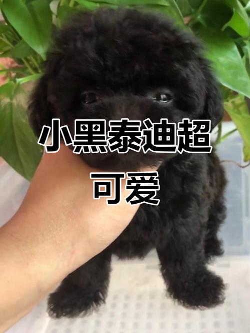 黑色泰迪梦境心理分析_梦见黑色的狗_梦见黑色泰迪象征意义