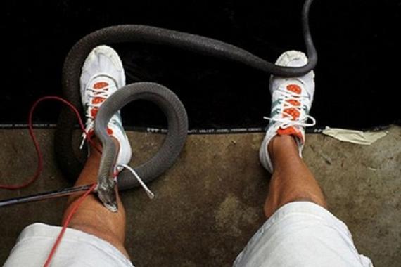 梦见自己被蛇咬到脚踝_梦见蛇咬脚肿了预兆_女人梦见蛇咬脚肿了预示