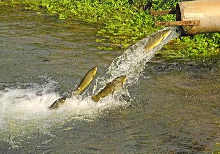 养鱼企业起名_起名养殖渔业的名字_渔业养殖场起名