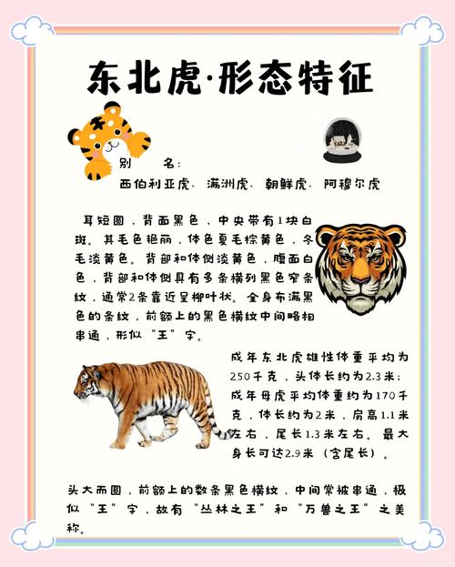 属虎性格特点_1986年属什么生肖属相_生肖虎寓意