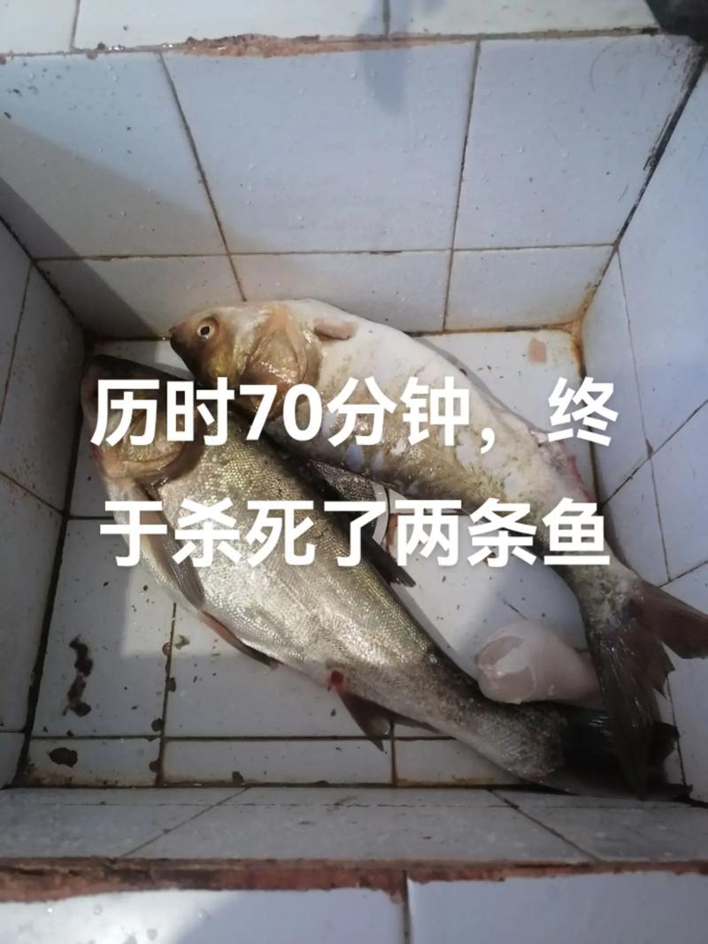 梦见亲人杀鱼是什么意思_梦见别人杀鱼 周公解梦_梦见亲人杀鱼的周公解梦