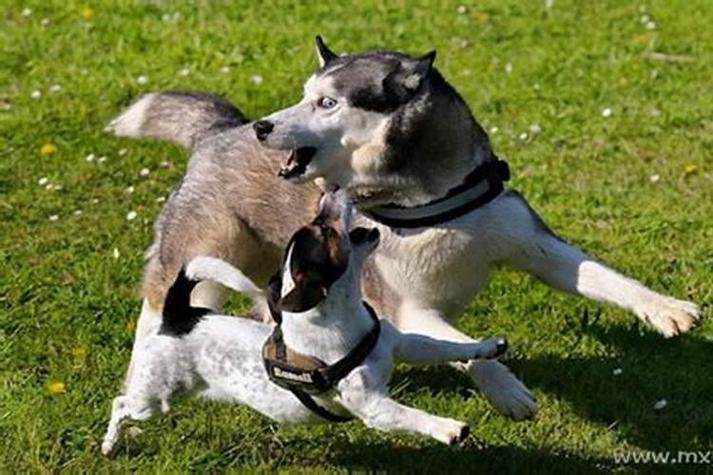 梦见狗看人_梦见一只狗看我_做梦梦见狗看我