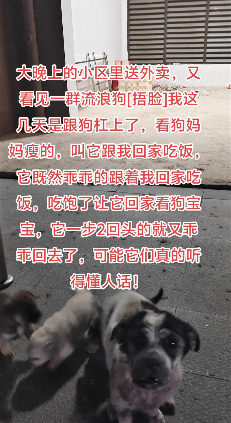 梦见很多狗是什么意思_梦见小狗的吉凶指数_梦见小狗的寓意
