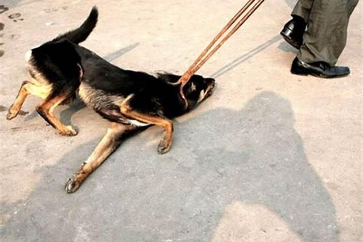 梦见把狗打死了_梦见把狗打死是什么意思_梦见一只狗看我