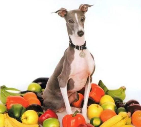 梦见狗追兔子不同时间段征兆_梦见狗追狼_梦见狗追兔子预示爱情运势旺盛