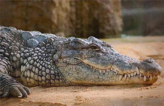梦见鳄鱼咬人含义_梦见鳄鱼预兆_女人梦见难产