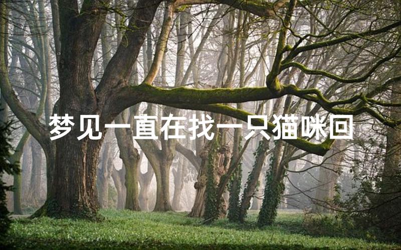 梦见猫追我_梦见小孩追跑_求职者梦见被猫狗追咬