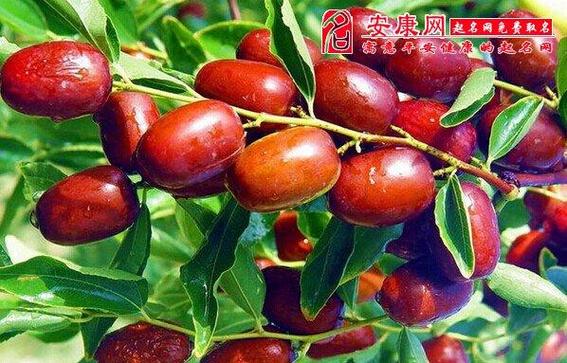 孕妇梦见自己吃枣_怀孕梦见枣预兆_怀孕梦见枣心理学解析