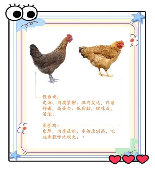 属鸡起名宜用字_属鸡的人性格特点_鸡年取名宜用字