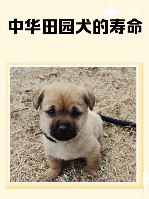 土命狗性格特点_土命和土命婚姻好吗_土命狗出生年份