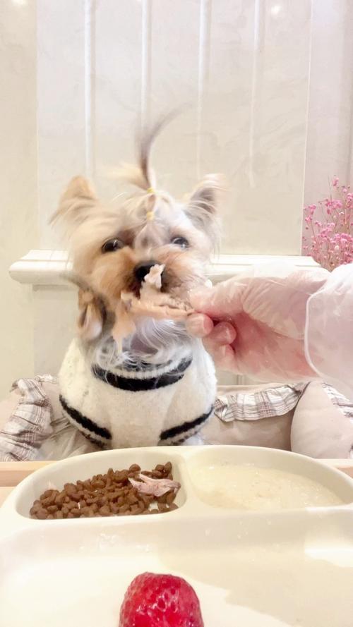 狗梦见生了很多小狗崽_狗梦见好吗_梦见喂狗