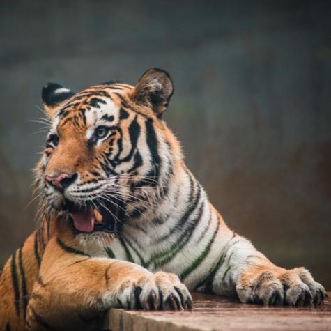 周公解梦网梦见老虎咬手指_梦见强贼入宅主家破_梦见老虎咬手指