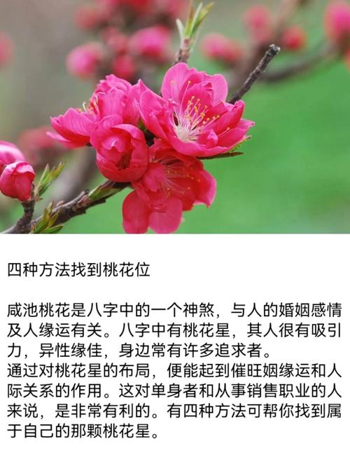 命带墙内桃花的女人_本命桃花星_事业桃花运正财偏财